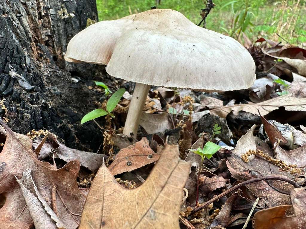 How to Make a Spore&nbsp;Print