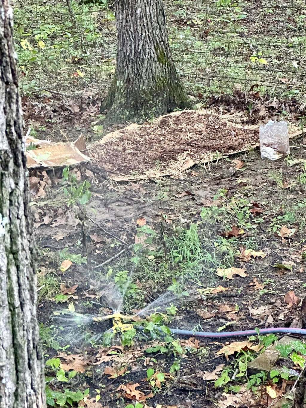 How to Make a Mushroom Garden from a Grow&nbsp;Kit